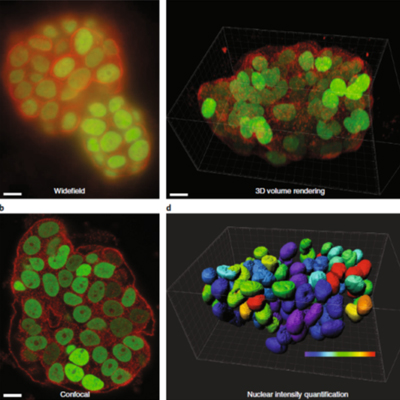 Tutorial: Guidance for Quantitative Confocal Microscopy